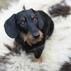 wirehaired Dachshund