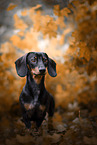 young Dachshund