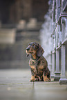 male Dachshund