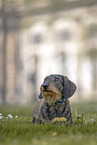 female Dachshund