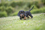 Dachshund Puppy