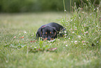 Dachshund Puppy