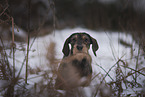 female Dachshund