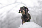 female Dachshund