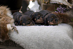 Dachshund Puppies