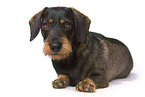 male Dachshund