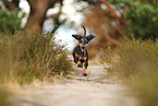 shorthaired Dachshund