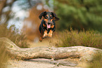 shorthaired Dachshund