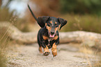 shorthaired Dachshund