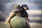 shorthaired Dachshund