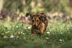 Dachshund Puppy