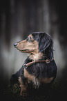 longhaired Dachshund