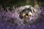 wire-haired Dachshund