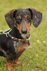 Dachshund