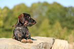 Dachshund