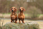 2 Dachshunds