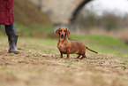 Dachshund