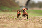 2 Dachshunds