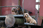 3 Dachshunds