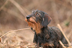 Dachshund