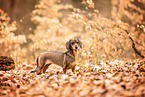 Dachshund