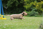 wirehaired Dachshund