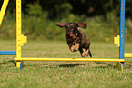 wirehaired Dachshund