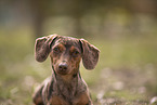 Dachshund