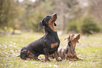 Dachshunds