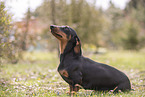 Dachshund