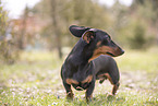 Dachshund