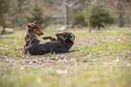 Dachshunds