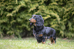 Dachshund