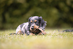 Dachshund