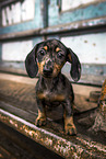 Dachshund Puppy