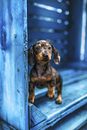 Dachshund Puppy