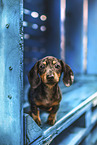 Dachshund Puppy