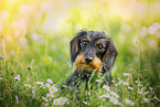 Dachshund