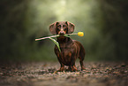 Dachshund