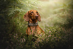 Dachshund