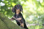 Dachshund Puppy