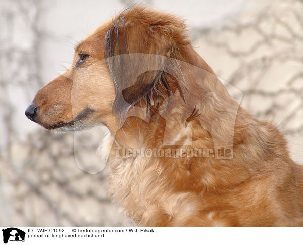 Langhaardackel im Portrait / portrait of longhaired dachshund / WJP-01092