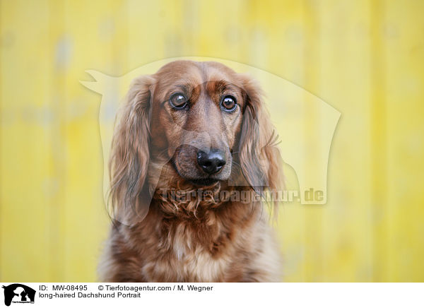 long-haired Dachshund Portrait / MW-08495
