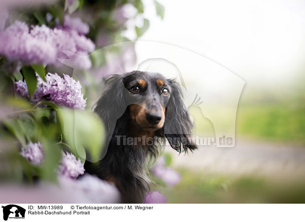 Kaninchendackel Portrait / Rabbit-Dachshund Portrait / MW-13989