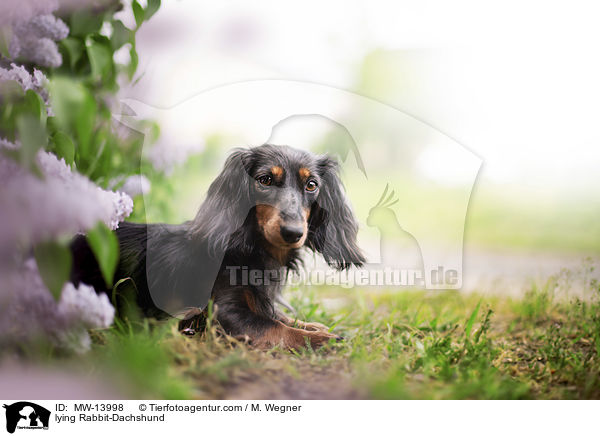 liegender Kaninchendackel / lying Rabbit-Dachshund / MW-13998