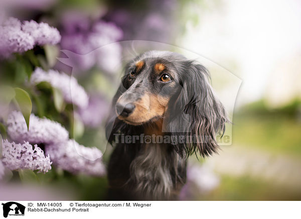 Kaninchendackel Portrait / Rabbit-Dachshund Portrait / MW-14005