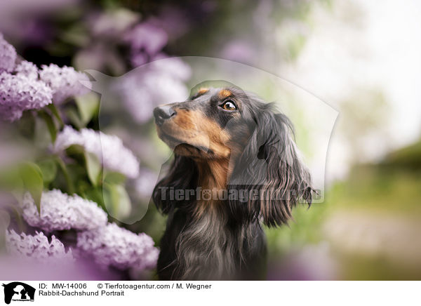 Kaninchendackel Portrait / Rabbit-Dachshund Portrait / MW-14006