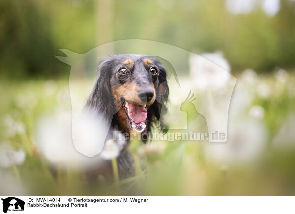 Kaninchendackel Portrait / Rabbit-Dachshund Portrait / MW-14014