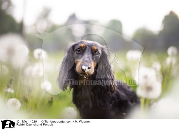 Kaninchendackel Portrait / Rabbit-Dachshund Portrait / MW-14020