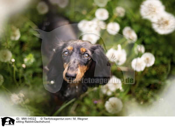 sitzender Kaninchendackel / sitting Rabbit-Dachshund / MW-14022